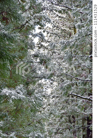 Toga trees at Memeyama Tatezanji Temple in winter (Kamiichi Town, Toyama Prefecture) 111431529