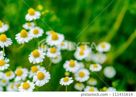 春天盛開的白色洋甘菊花 春天盛開的白色洋甘菊花 111431614