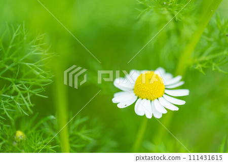 White chamomile flowers blooming in spring 111431615