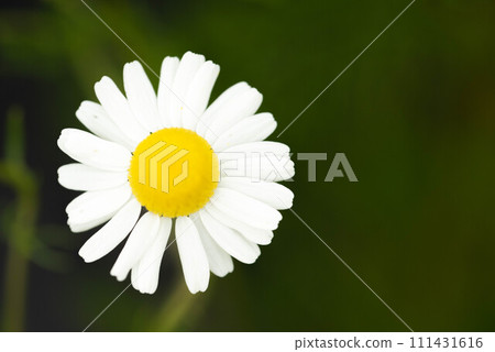 White chamomile flowers blooming in spring White chamomile flowers blooming in spring 111431616