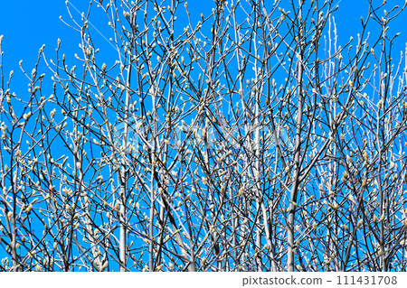 春天快到了,花蕾腫脹,樹梢上有花蕾圖案 春天快到了,花蕾腫脹,樹梢上有花蕾圖案 111431708
