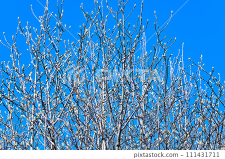 春天快到了，花蕾腫脹，樹梢上有花蕾圖案 111431711