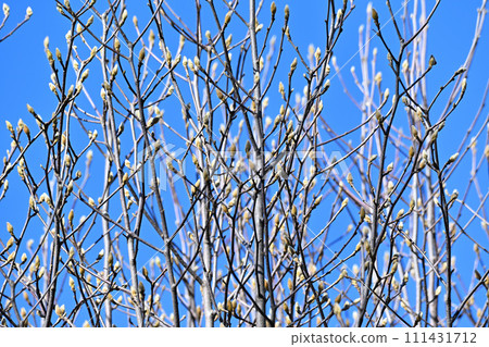 Spring is almost here, swollen flower buds, flower bud pattern on the treetops 111431712