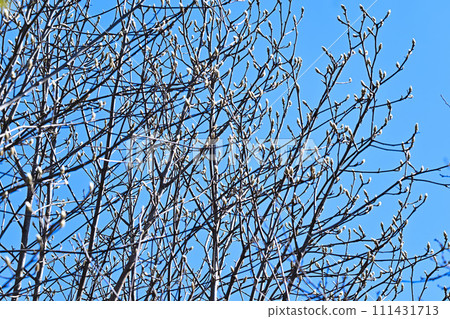 春天快到了,花蕾腫脹,樹梢上有花蕾圖案 春天快到了,花蕾腫脹,樹梢上有花蕾圖案 111431713