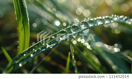 Fresh grass with dew drops close up 111432014