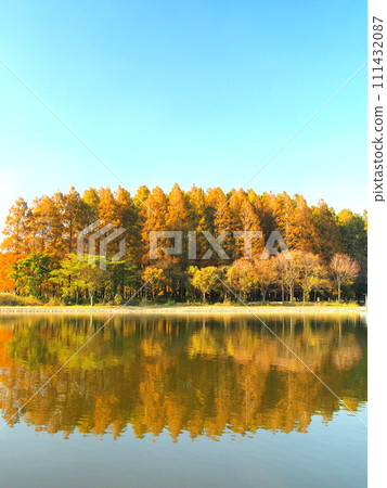 深秋的水元公園，從對岸看黃葉水杉 111432087