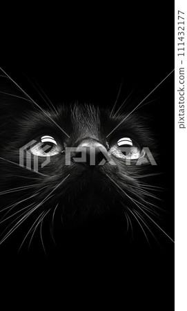 black cat on a black background, close-up, monochrome black cat on a black background, close-up, monochrome 111432177