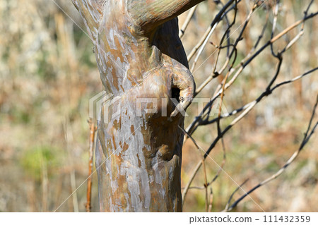 紫薇樹幹皮 111432359