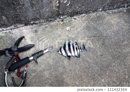 Ishidai stone sea bream 111432364