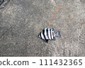 Ishidai stone sea bream 111432365