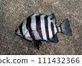 Ishidai stone sea bream 111432366