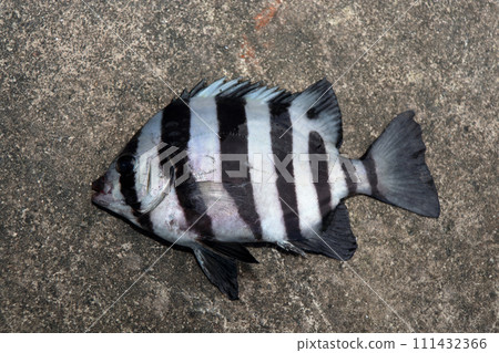 石台石鯛 石台石鯛 111432366