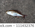 Isaki Isaki Isagi 111432376