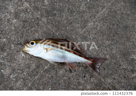 Isaki Isaki Isagi Isaki Isaki Isagi 111432376
