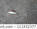 Isaki Isaki Isagi 111432377