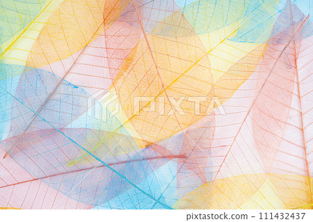 Abstract multicolor, transparent leaves of the skeleton. Abstract multicolor, transparent leaves of the skeleton. 111432437