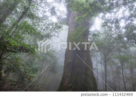 Seven Yakusugi Cedars, Shiratani Unsuikyo Gorge, Yakushima (May) 111432469