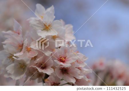 Cherry blossoms in full bloom shining in the blue sky 111432525