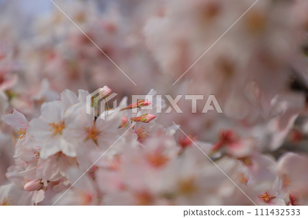 盛開的櫻花在藍天中閃耀 盛開的櫻花在藍天中閃耀 111432533