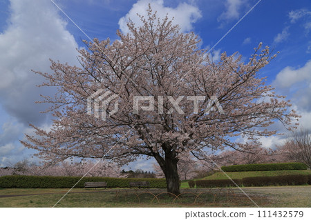 Cherry blossoms in full bloom shining in the blue sky 111432579