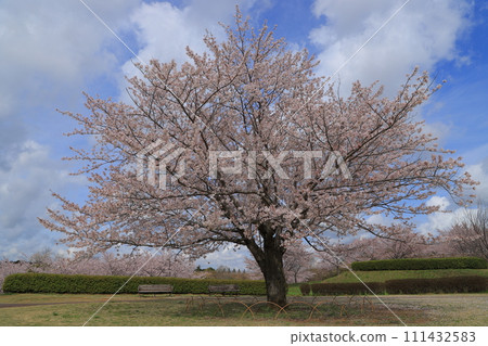 Cherry blossoms in full bloom shining in the blue sky 111432583