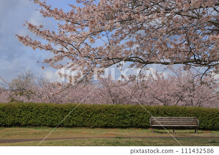 盛開的櫻花在藍天中閃耀 盛開的櫻花在藍天中閃耀 111432586