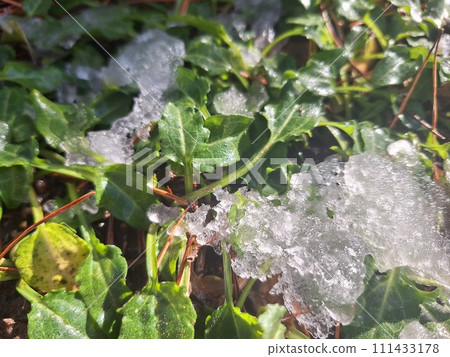 一株植物從雪下探出頭來 111433178