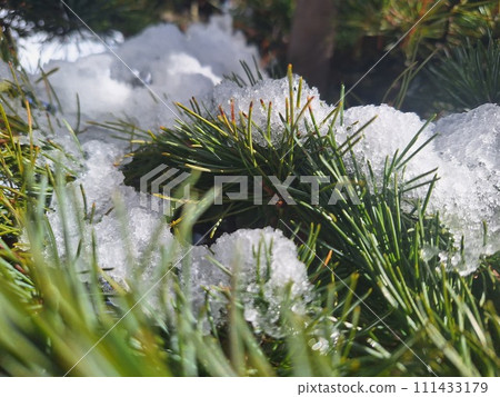 白雪皚皚的松枝 111433179