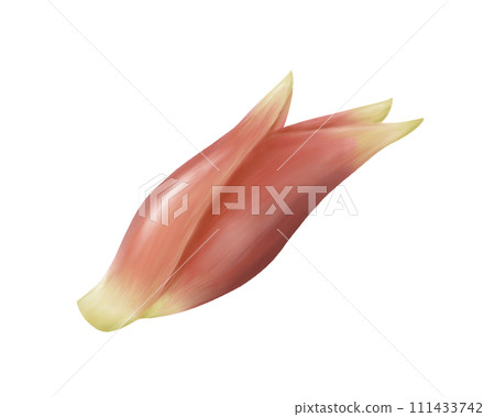 日本薑的寫實水彩插圖 日本薑的寫實水彩插圖 111433742