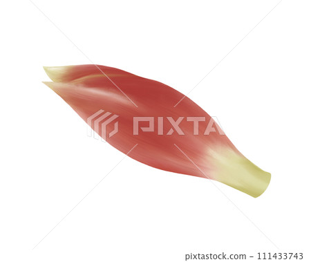 日本薑的寫實水彩插圖 日本薑的寫實水彩插圖 111433743