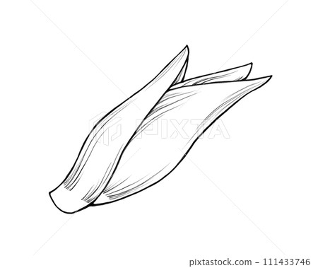 Line drawing illustration of Japanese ginger Line drawing illustration of Japanese ginger 111433746