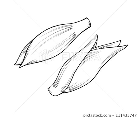 Ginger line drawing illustration set Ginger line drawing illustration set 111433747