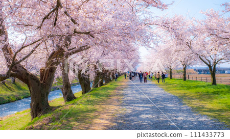 船川朝日的一排櫻花樹（柔焦） 111433773