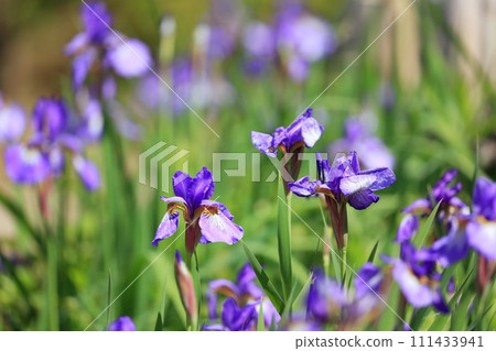 Iryo盛開 111433941