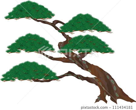 Japanese style. Vector illustration of old pine tree 111434181