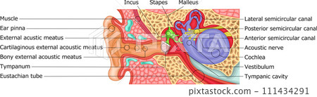 耳朵結構圖解英文 111434291