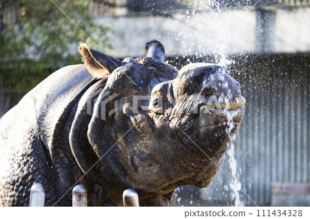 Rhinoceros taking a bath 111434328
