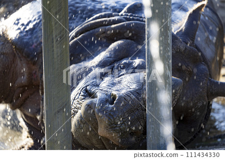 Rhinoceros taking a bath Rhinoceros taking a bath 111434330