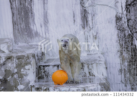 Polar bear playing with ball Polar bear playing with ball 111434332