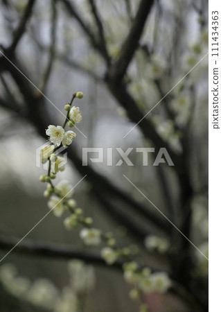 Japanese spring plum Japanese spring plum 111434363