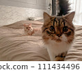 cute kitten on bed 111434496