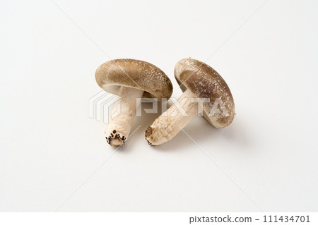 香菇 香菇 111434701