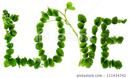 AI-generated content. Top view word love made of leafy vine. iIolated on white. Concept of joy, valentines day, earthday, peace, happiness and kindness. Flat lay. 111434742