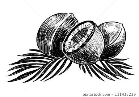 Bunch of coconuts. Hand-drawn black and white illustration 111435239