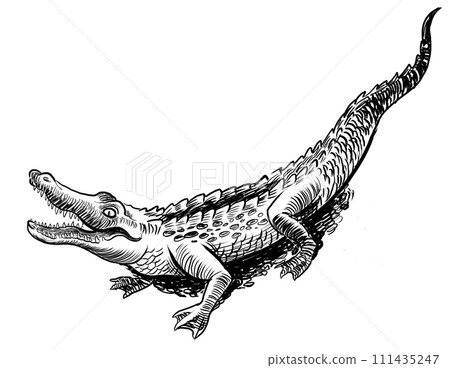 Alligator animal. Hand-drawn black and white illustration 111435247