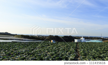 Vegetables that shine against the blue sky 111435616