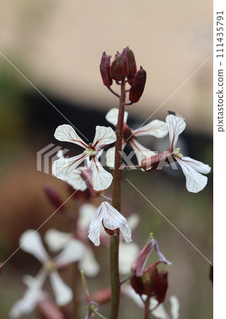 "Kibana Suzushiro" whose leaves are used for salads 111435791