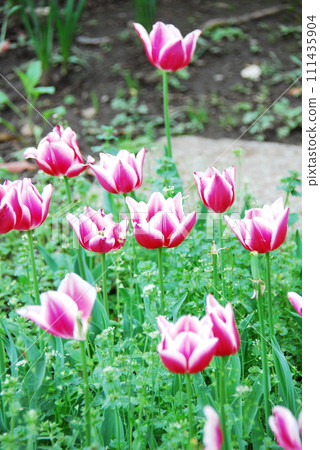Tulip (Leo Fisher) 111435904