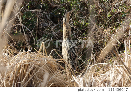 Japanese carp hiding in the winter grass Japanese carp hiding in the winter grass 111436047