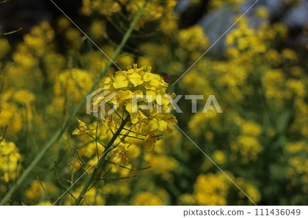 Rape blossoms Rape blossoms 111436049